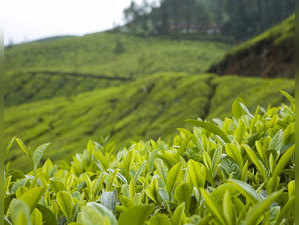 tea-plantation-story-image-