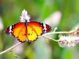 Key to butterfly climate survival may be colour coded