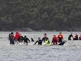 88 whales rescued from Australia's worst mass beaching