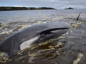A whale lays on a beach in Macquarie Harbour on the rugged west coast of Tasmania on September 25, 2020 AFP