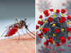 Can you get Covid-19 & dengue at the same time? Experts say it's possible, treatment can be complicated
