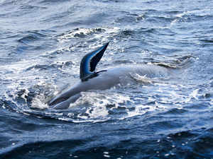 whale struggling in Macquarie Harbour on the rugged west coast of Tasmania AFP