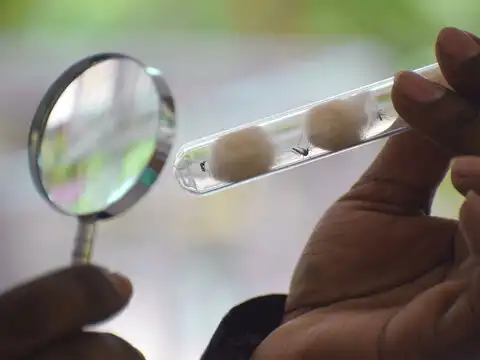 Pandemic potential?