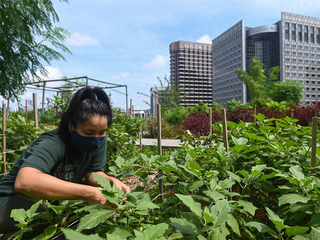 Green shoots in concrete jungle