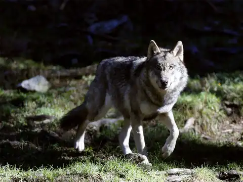 ​Searching for wolves
