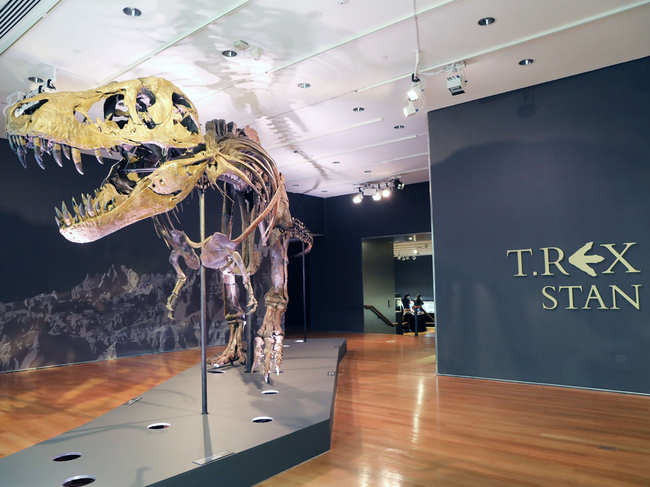 The fossil, nicknamed Stan, stands 13 feet (four meters) high and 40 feet long