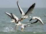 Migratory bird species face extinction, need global protection: UN treaty head