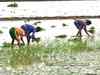 Extended monsoon unlikely to hurt harvest