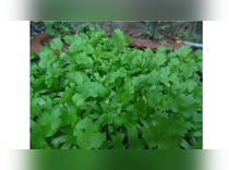 Coriander