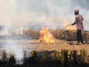 stubble-burning