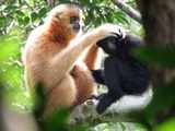 Scientists offer lifeline for world's rarest primate