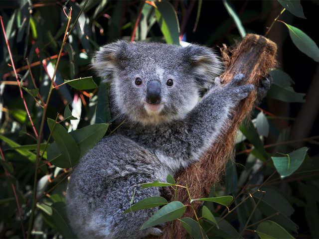 Unwell Koalas