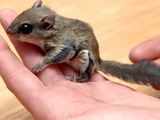 US goes nuts over flying squirrel thieves