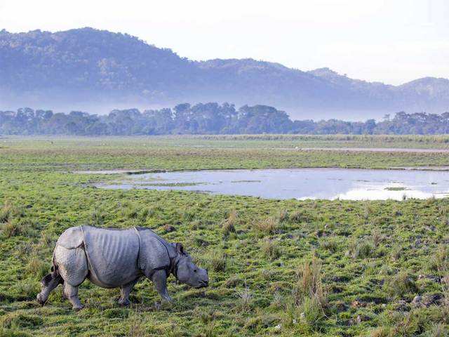Assams Kaziranga National Park Reopens After 7 Months For Tourists