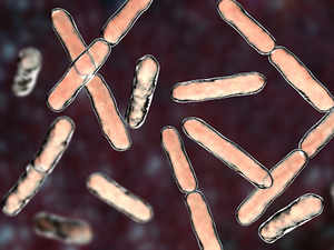 The good bacterias