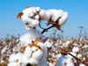 India's cotton exports could jump 40% to seven-year high as prices rally