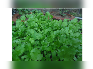 Coriander