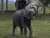 West Bengal to constitute anti-electrocution cells to protect elephants in the wild
