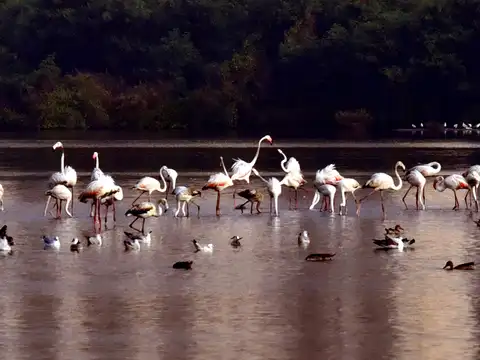 Supporting migratory birds