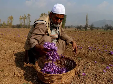 The harvesting process