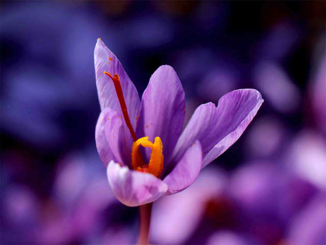 The harvesting process - From a flower in Kashmir comes a precious spice,  journey of saffron | The Economic Times