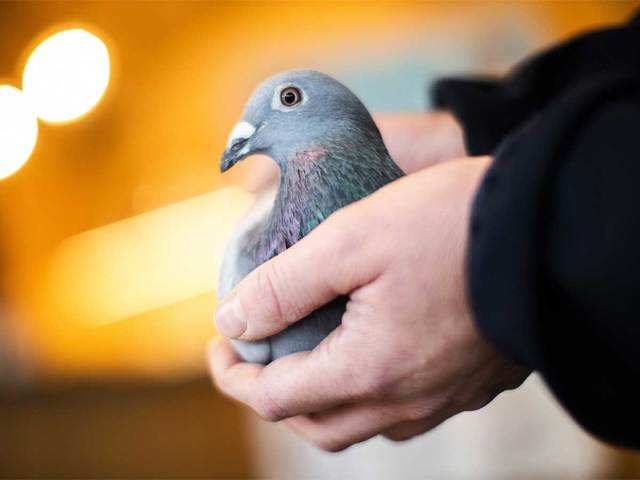 Belgian racing pigeon &#39;New Kim&#39; sold for record $1.9 million - Who is New Kim? | The Economic Times