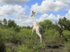World's only known white giraffe fitted with GPS tracking device