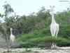 Endangered white giraffe gets a GPS locator