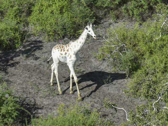 ​World's last known white giraffe