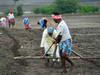 Rabi sowing begins; wheat planted in 97.27 lakh hectare so far: Agriculture ministry