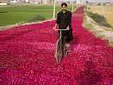 Street of roses