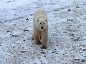 polar bear (1)