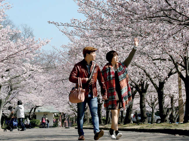 PICTURE PERFECT: The Cherry Blossom season in Japan