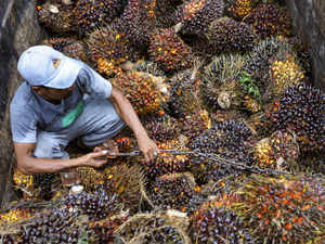 palm oil afp