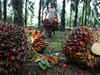 India's palm oil imports set to jump as tax cut lures refiners