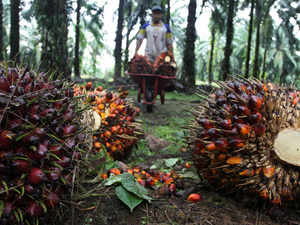 palm oil_reuters