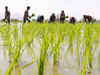 APMC act should be fully utilised to bring maximum benefit to the rice producers: Joint Secretary, ministry of agriculture