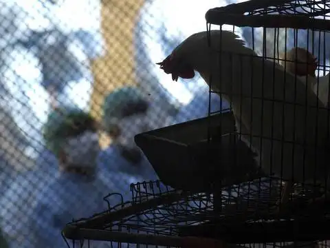 ​Chickens culled everyday