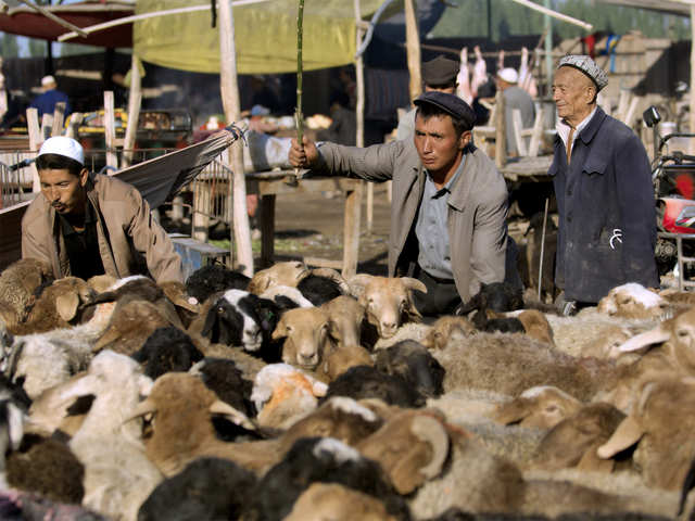 Turning Xinjiang region into a "pig-raising hub"