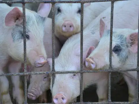 Pig farming