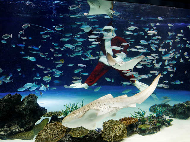 Santa in an aquarium