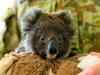 Australia's 'black summer' bushfires killed or harmed more than 60,000 koalas -WWF