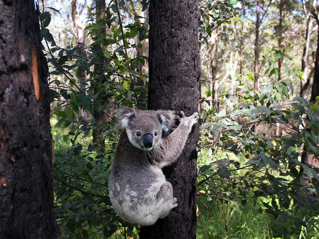 Deadliest for Koalas