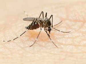 Dengue---Agencies
