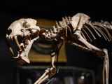 'Sabre-toothed tiger' skeleton sells for $70,000