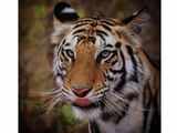 Shivraj Singh Chouhan asks Naveen Patnaik to care 'Tigress Sundari'