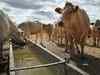 Karnataka assembly passes cow-slaughter bill; up to 7 years jail