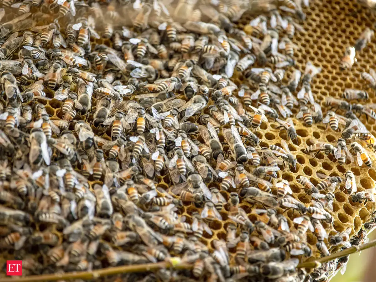 Poop power: Learn how Asian honey bees defend their colonies from ...