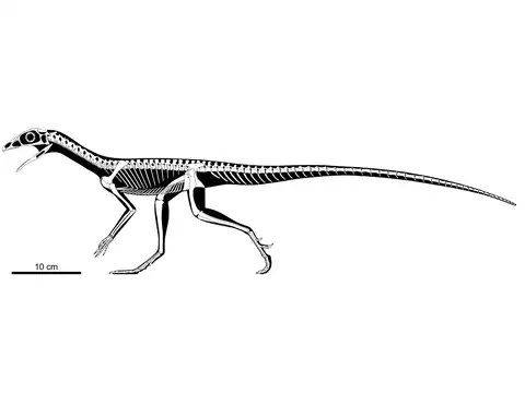 Flightless insect-eaters