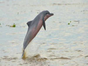Dolphin AP